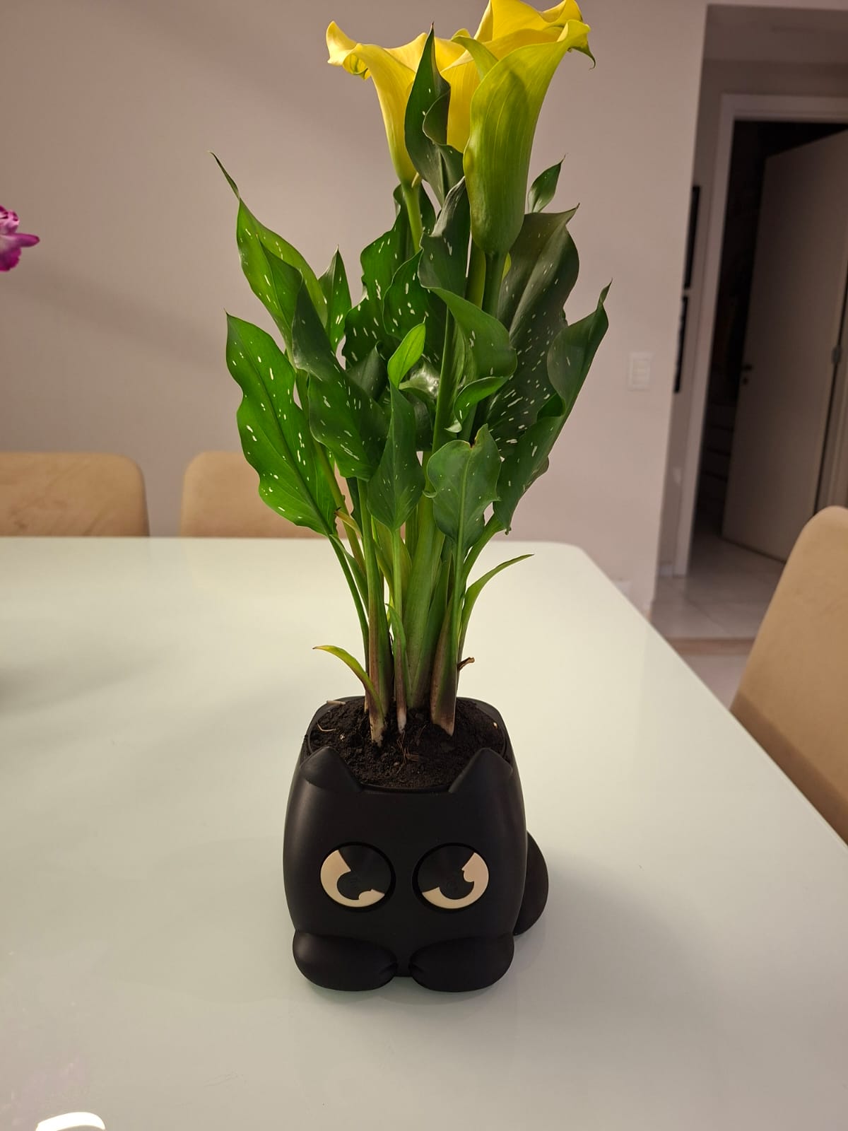 Vaso Inteligente - Gato Mal-Humorado